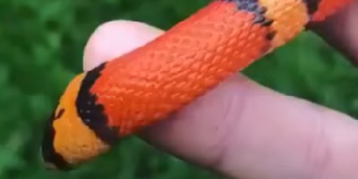 Bradenton snake